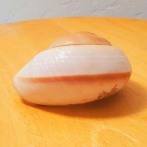 This is a marine gastropod, Sea Snail in light colors 3.25" Long